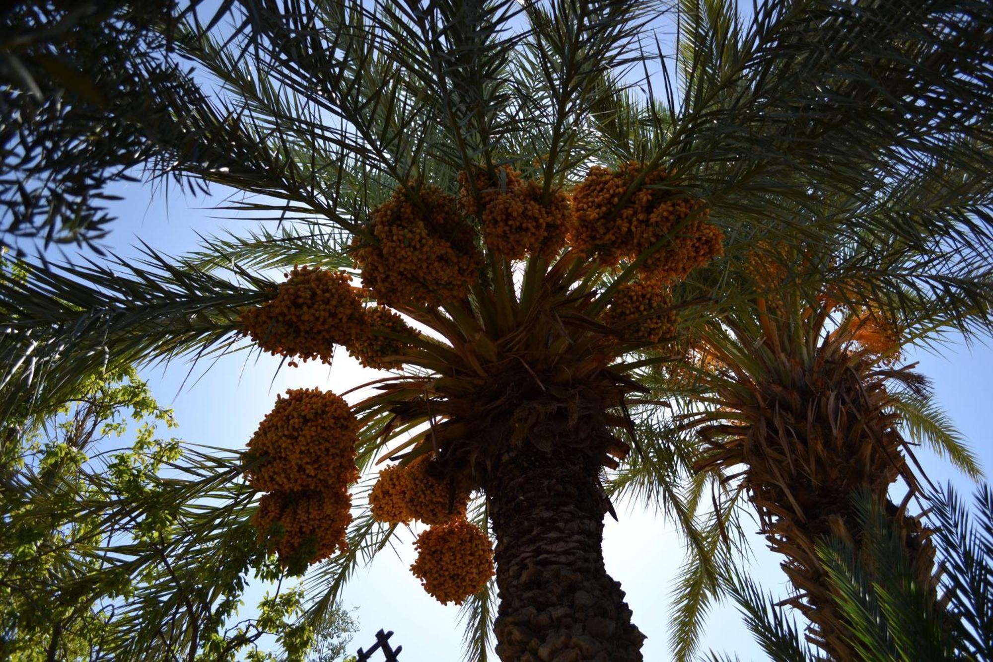 Dar Lorkam Bed & Breakfast Skoura Dış mekan fotoğraf